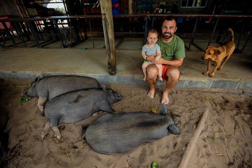 A man sitting on steps with two pigs and a dog. 3