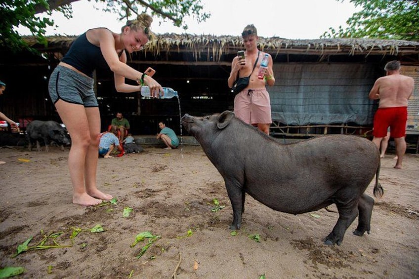 A person feeding a water buffalo, with others observing in the background. 5