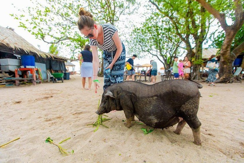 A pig on a sandy surface with people in the background. 2