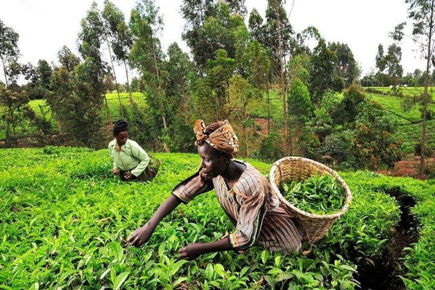 Two people harvesting tea leaves in a lush green field. 4