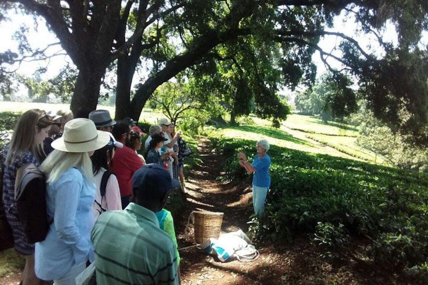 A group of people gathered around a guide, standing on a dirt path in a lush, green area with trees and a field in the background. 2