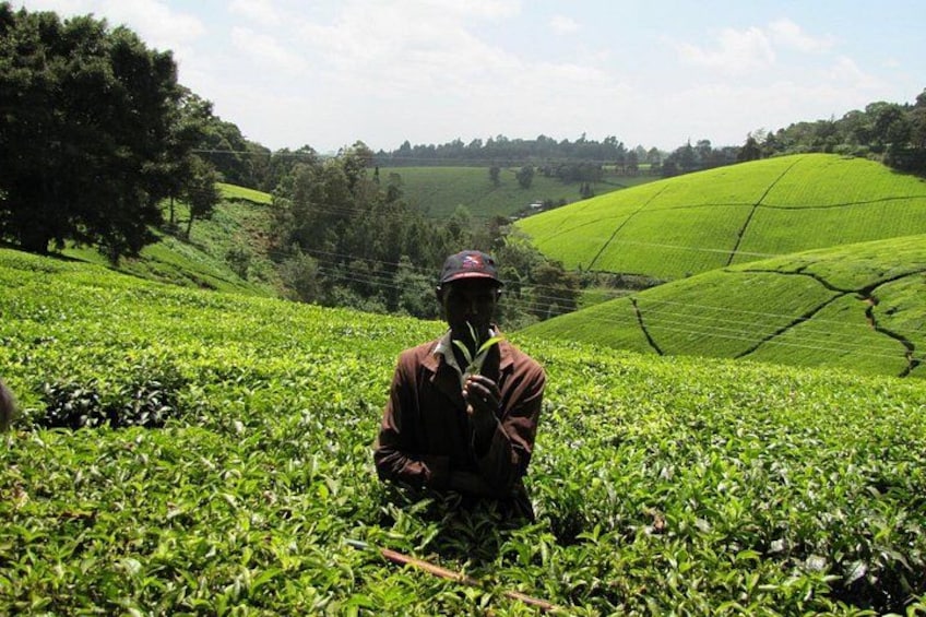 A person sitting in a tea plantation with green tea plants. 5