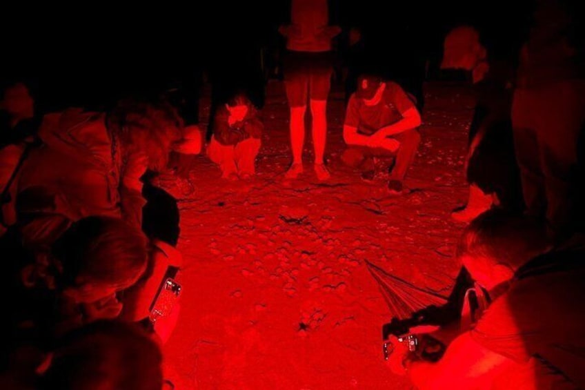Sea Turtle Nesting and Hatching Tour Samara and Carrillo 2