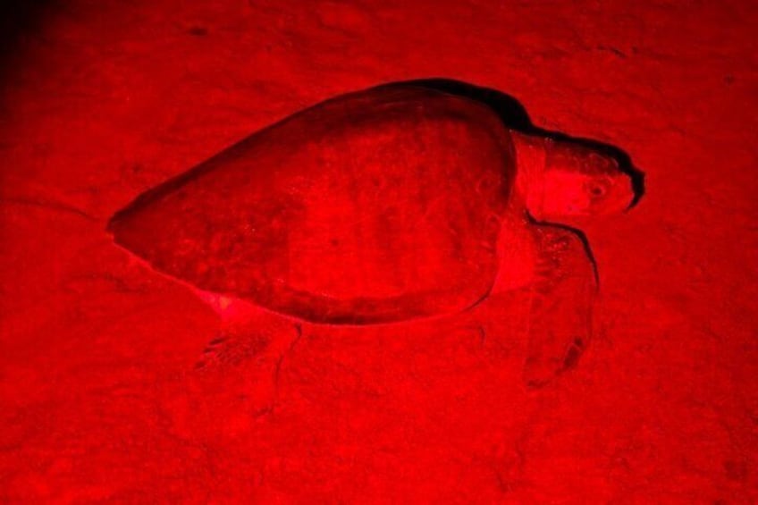 Sea Turtle Nesting and Hatching Tour Samara and Carrillo 3