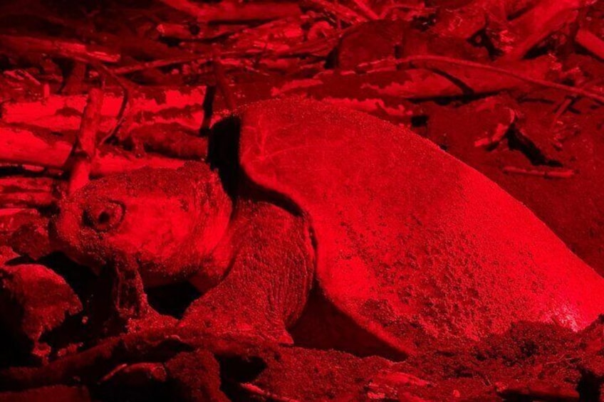 Sea Turtle Nesting and Hatching Tour Samara and Carrillo 4