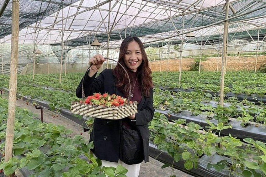 Ein Gewächshaus mit Reihen von Erdbeerpflanzen und einer Person, die einen Korb mit Erdbeeren hält. 2