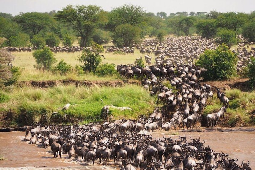 A large herd of wildebeests crossing a river in a savannah landscape. 3