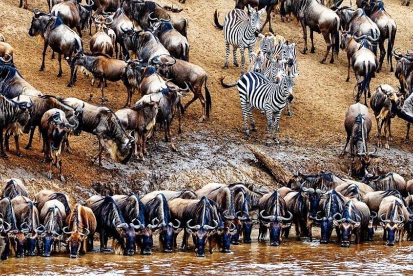A herd of wildebeests and zebras by a muddy water source. 2