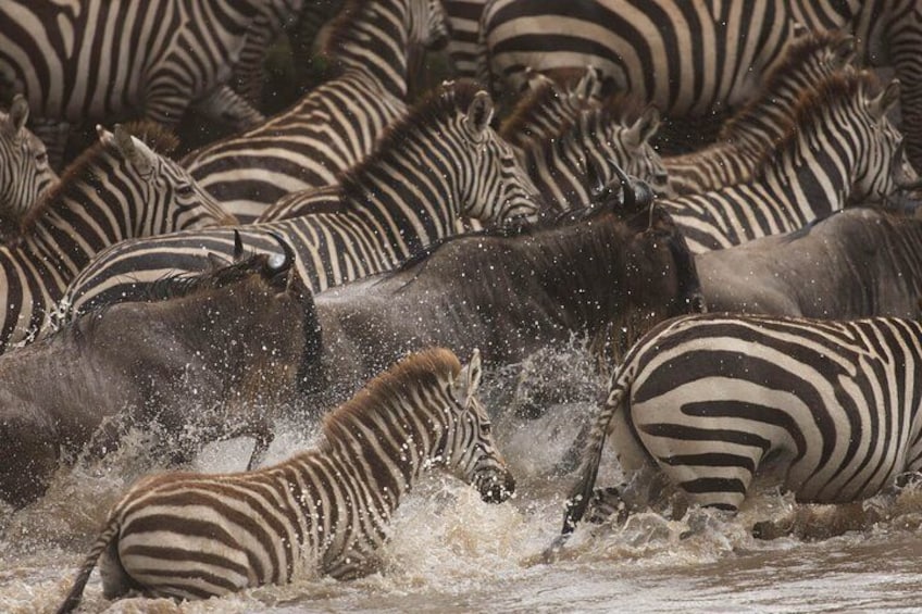 A group of zebras in a body of water, possibly a river or lake, with some zebras splashing and others standing. 5