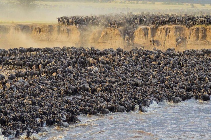 A large herd of wildebeests crossing a river. 4