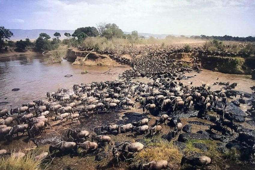 A herd of sheep crossing a river. 2