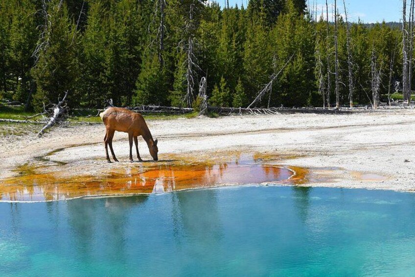 A deer drinking from a waterhole surrounded by trees. 2