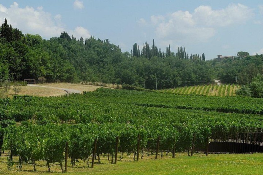 Chianti Hills Tour:Discovering Tuscany's Wine Heart from Florence 3