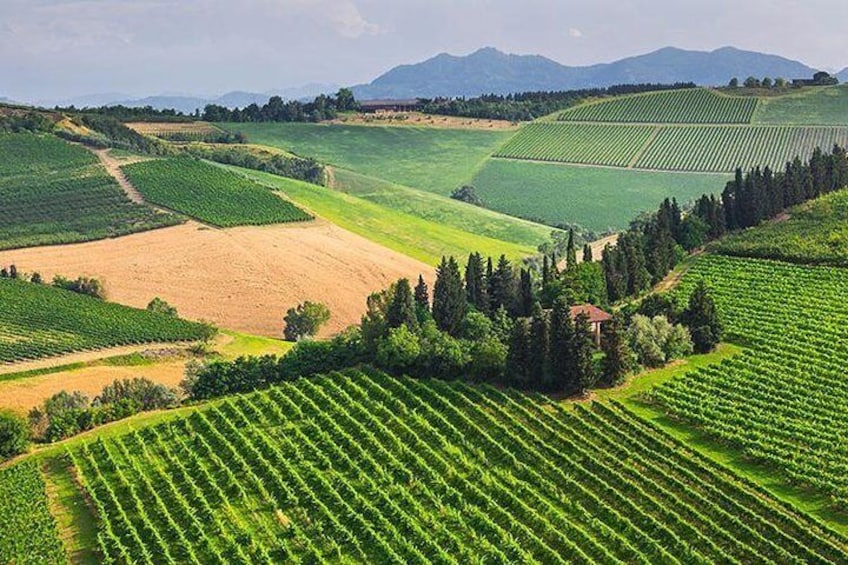 Viñedo con hileras de parras, colinas onduladas y montañas a lo lejos. 3
