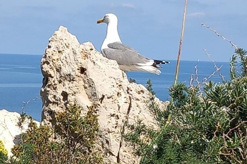 Mongerbino and Sant' Elia Tour 2