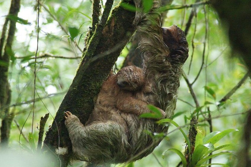 A monkey clinging to a tree branch in a forest. 3
