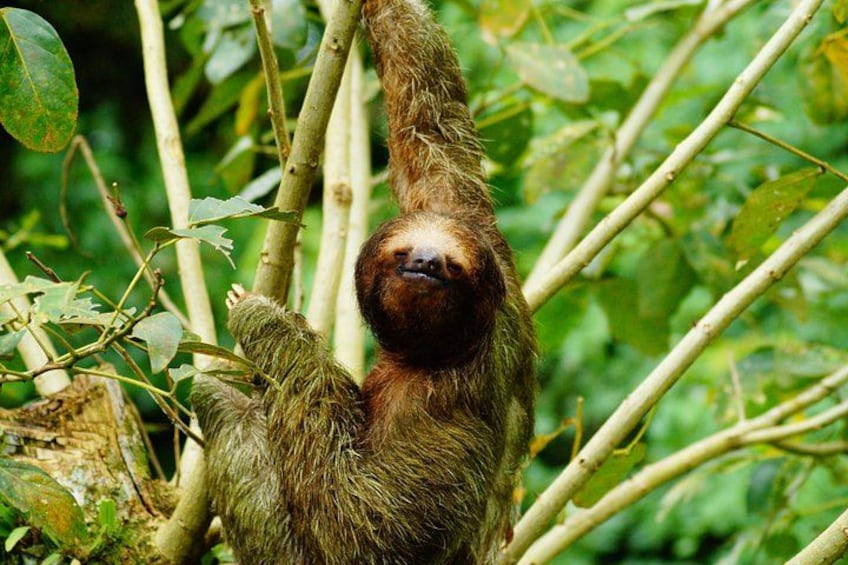 A sloth hanging from a tree branch in a dense forest. 5