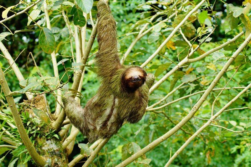 A sloth hanging from a tree branch in a dense forest. 4