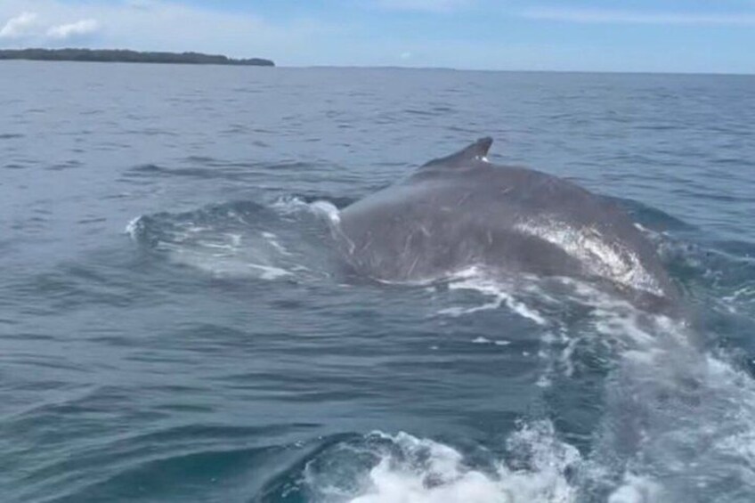 Private Humpback Whale Watching + Turqoise waters beach + jacuzzi 2
