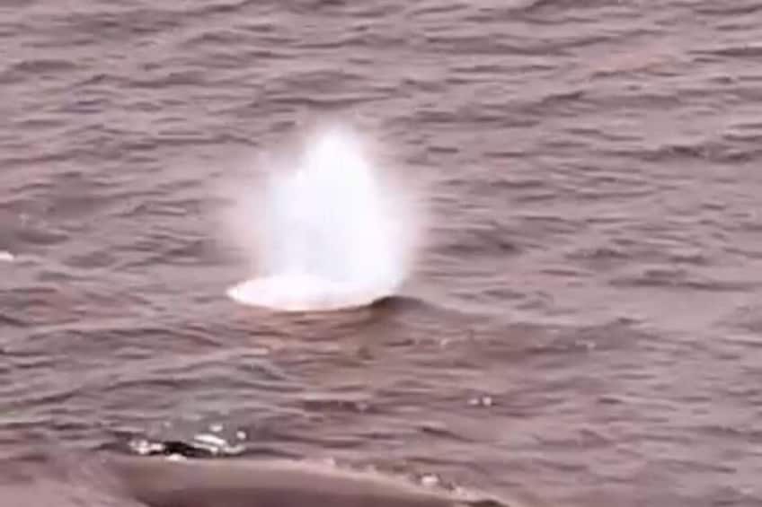 Private Humpback Whale Watching + Turqoise waters beach + jacuzzi 1