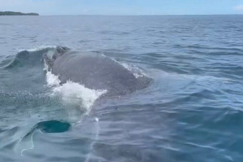 Private Humpback Whale Watching + Turqoise waters beach + jacuzzi 3