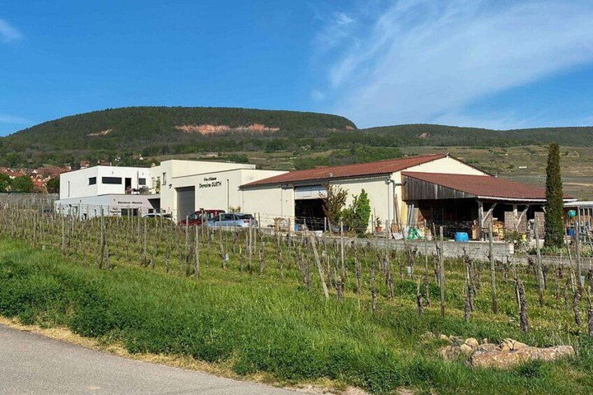 The Organic Treasures of Alsace An Invitation to Tasting 3