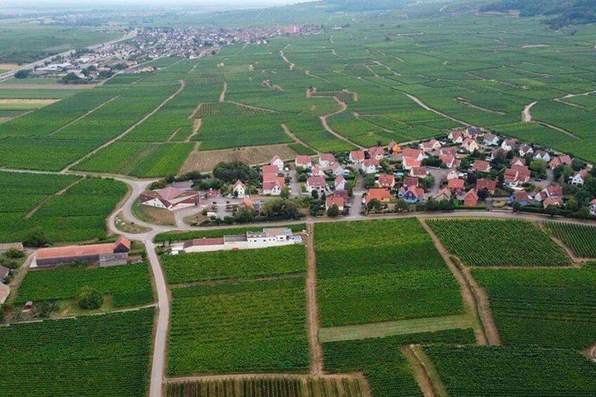 The Organic Treasures of Alsace An Invitation to Tasting 2