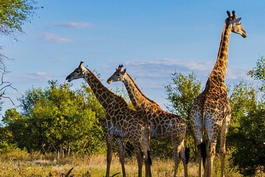 Three giraffes standing in a grassy area with trees in the background. 4