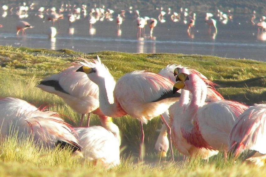 A group of flamingos standing in a grassy area near a body of water. 4