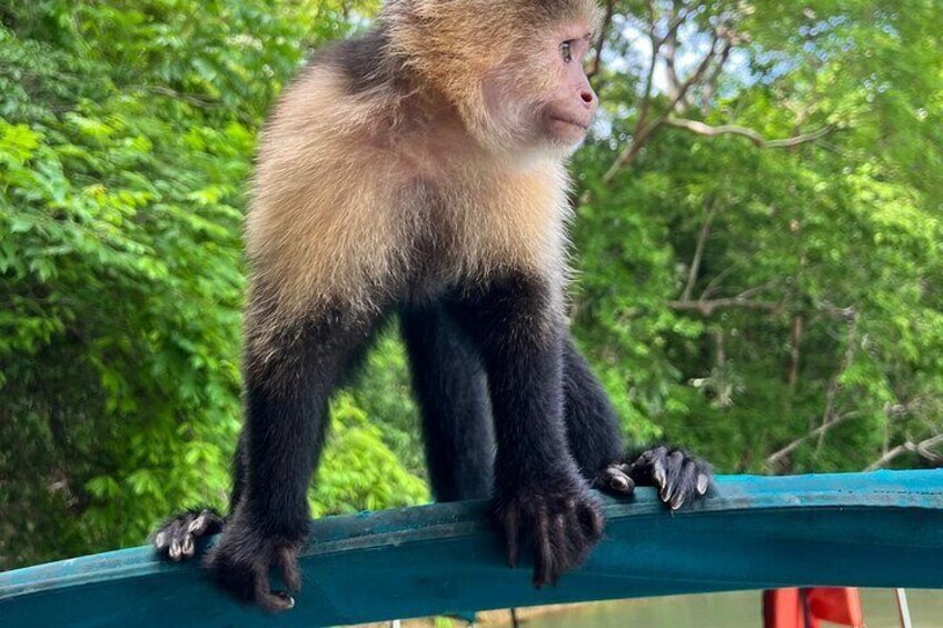 Panama Canal and Monkey Island Tour 4