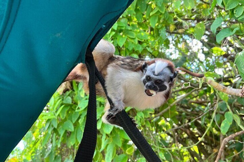 Panama Canal and Monkey Island Tour 5