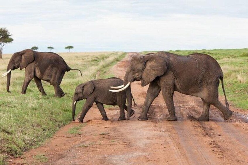 Elephants walking on a dirt road in a grassy landscape. 3