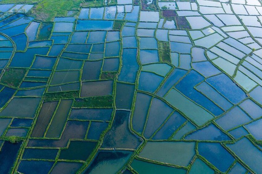 A network of interconnected water bodies with distinct boundaries, likely used for agriculture or aquaculture. 2