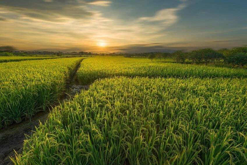 A lush green field with a narrow path leading through it. 4