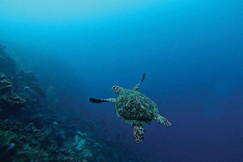 Explore Jounieh: Scuba Diving in Lebanon 5