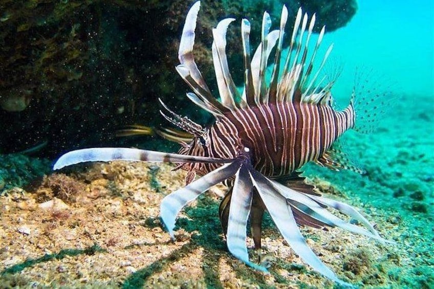 Explore Jounieh: Scuba Diving in Lebanon 2