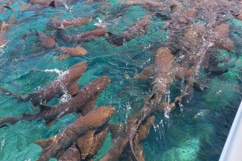 Half-Day Private Barrier Reef Snorkeling in San Pedro 3