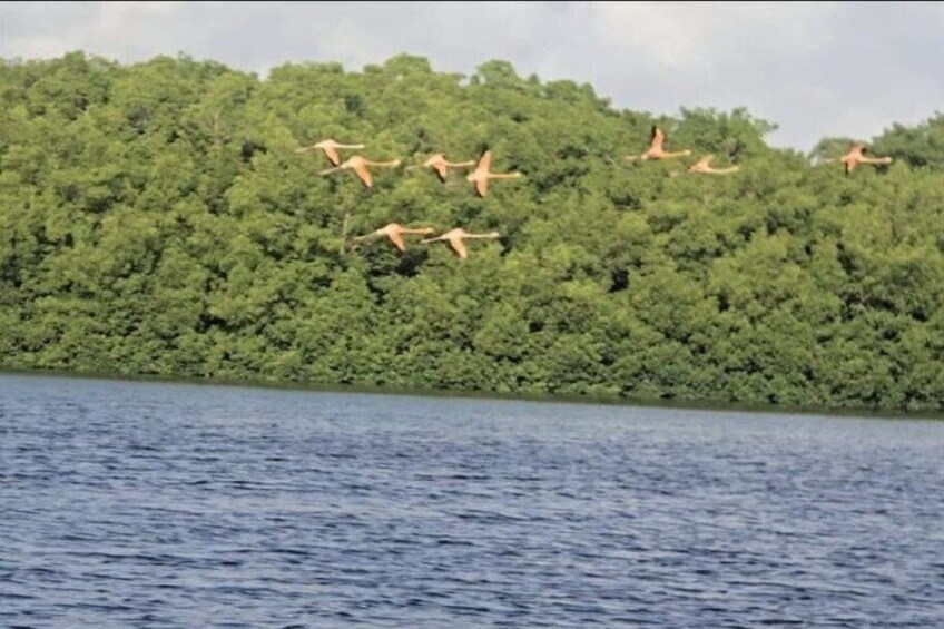 Trinidad's Highlights including Scarlet Ibis Tour 3