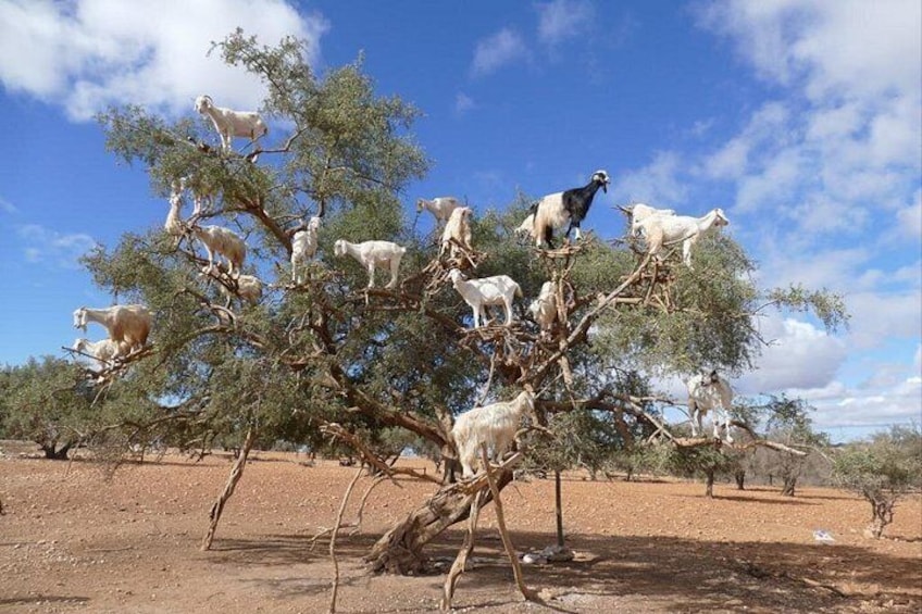 Agadir: Goats Climbing Trees 1