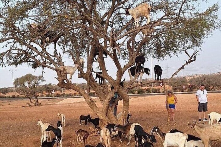 Agadir: Goats Climbing Trees 2