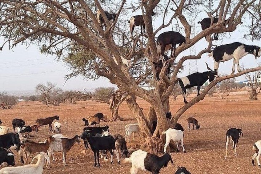 Agadir: Goats Climbing Trees 5