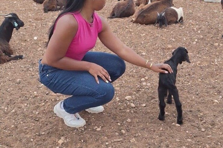 Una persona agachada sobre tierra, con cabras al fondo. 3