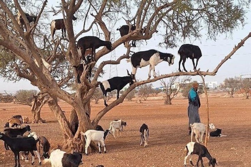 Agadir: Goats Climbing Trees 4