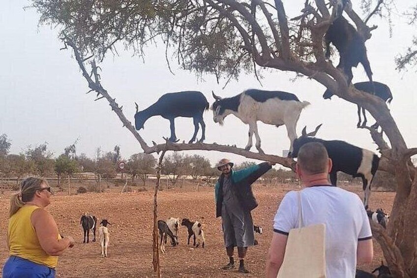 Agadir: Goats Climbing Trees 3