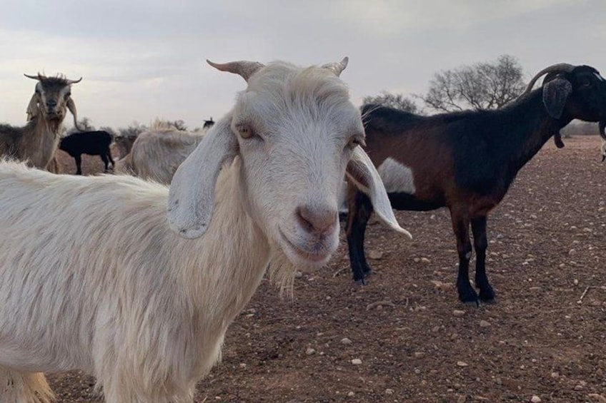 Una cabra blanca de largas orejas y una cabra negra en un campo seco y rocoso, con otras cabras al fondo. 4