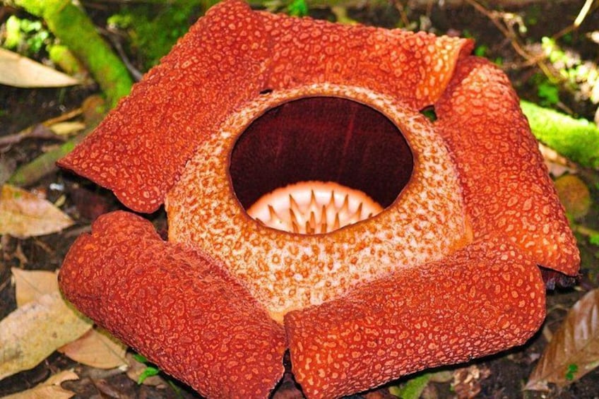 A pitcher plant with a central cavity surrounded by red, textured leaves. 2