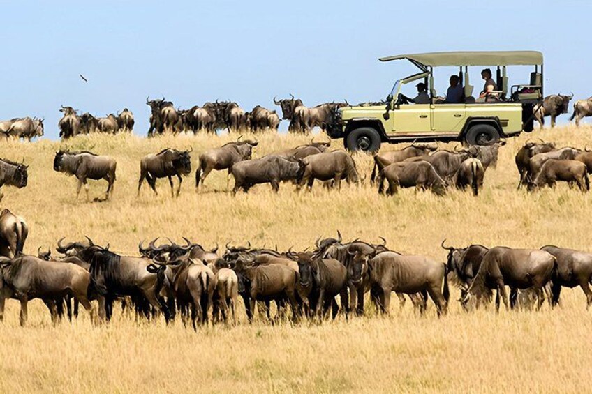 Safari & Spa Experience Johannesburg 3