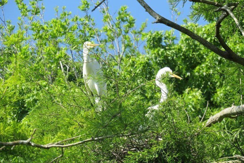 Dos aves blancas posadas entre follaje verde. 3