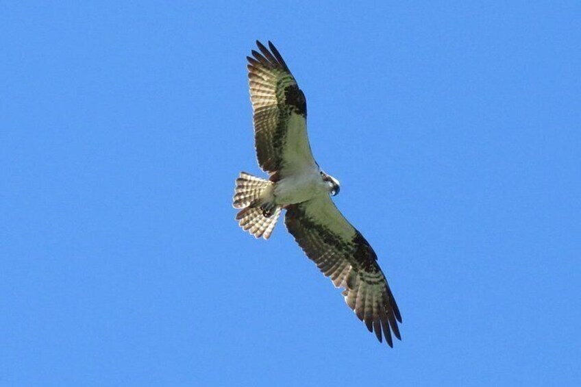 Un ave rapaz volando contra un cielo azul despejado. 2