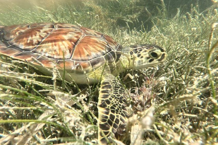 PRIVATE Guided Mangrove Eco-Tour Adventure 5